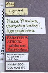 Etikette zu Athous (Orthathous) pallidus (Platia & Gudenzi, 2002) (NHMW-ZOO-COL-0008470)